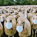 sheep-with-masks.jpg