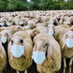 sheepsinmasks.jpg